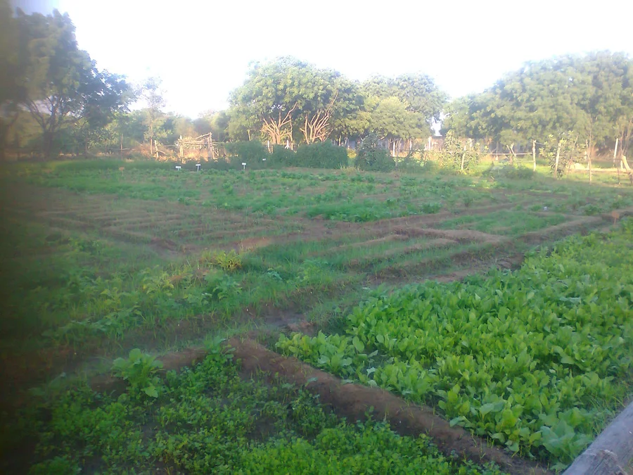 full greens for full iron supplement 1200